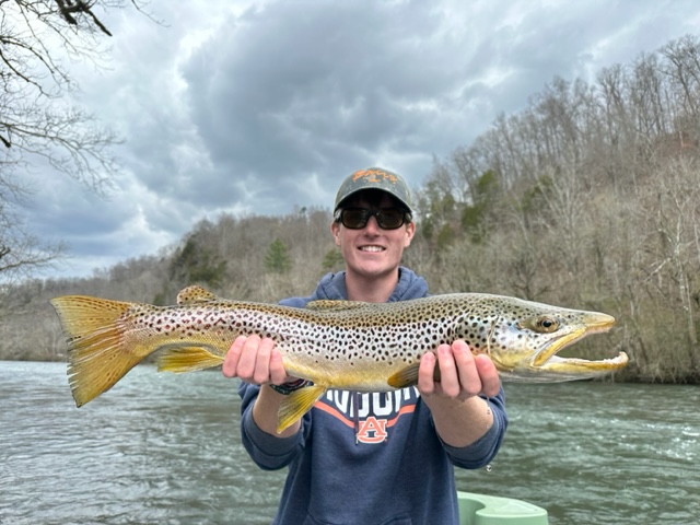 Huge Tennessee Tailwater Brown Trout on the Watauga River